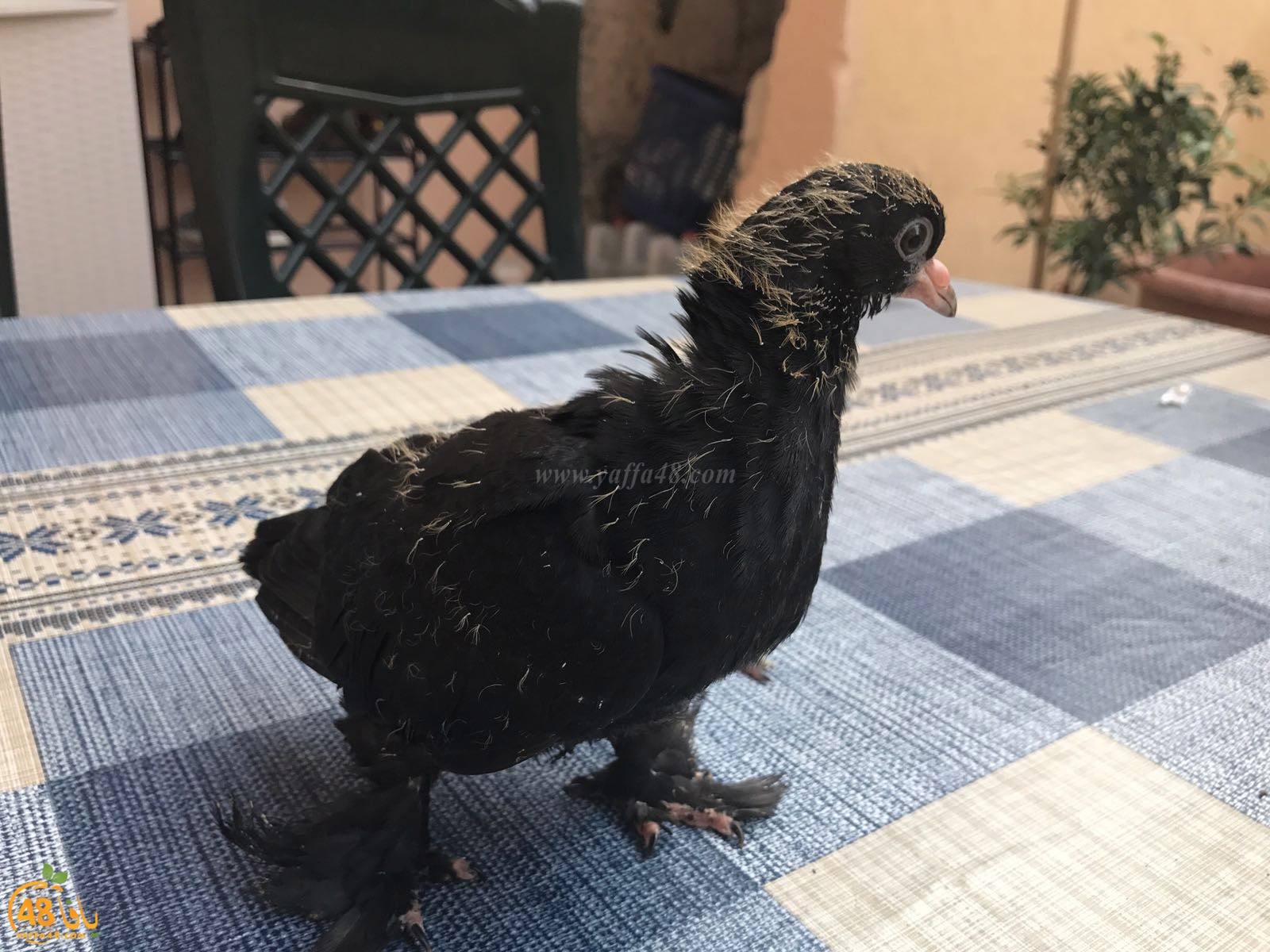 zohdi 3ashoor 7amam (17).jpg